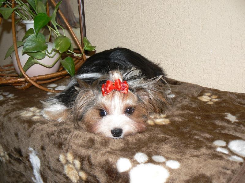 Foto: www.york-biewer-terier.cz-se ani nehnu