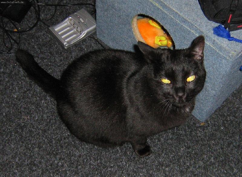 Foto: Shadow - p�ist�hovalec z USA  :-)-j����..ty furt na m� bleeejsk����..