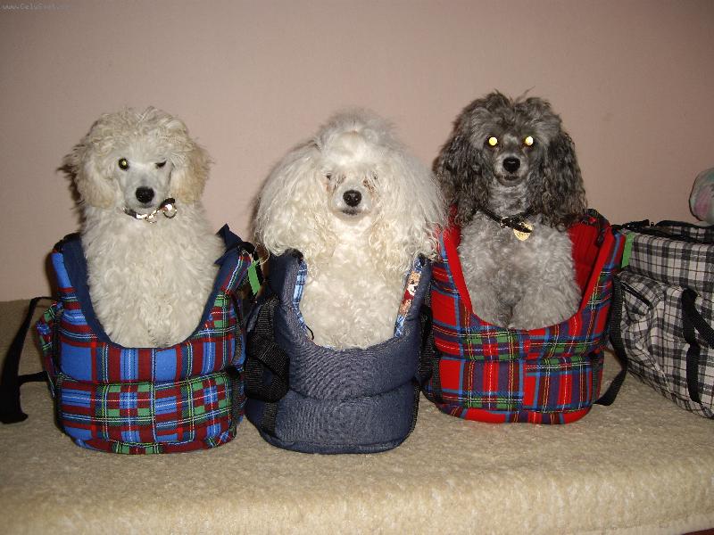 Foto: T�i kr�lov�- Sissi, Sunny, Mat�sek