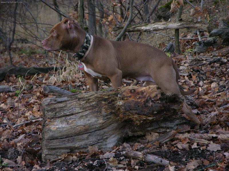 Foto: Listopad-rozjim�n� v lese