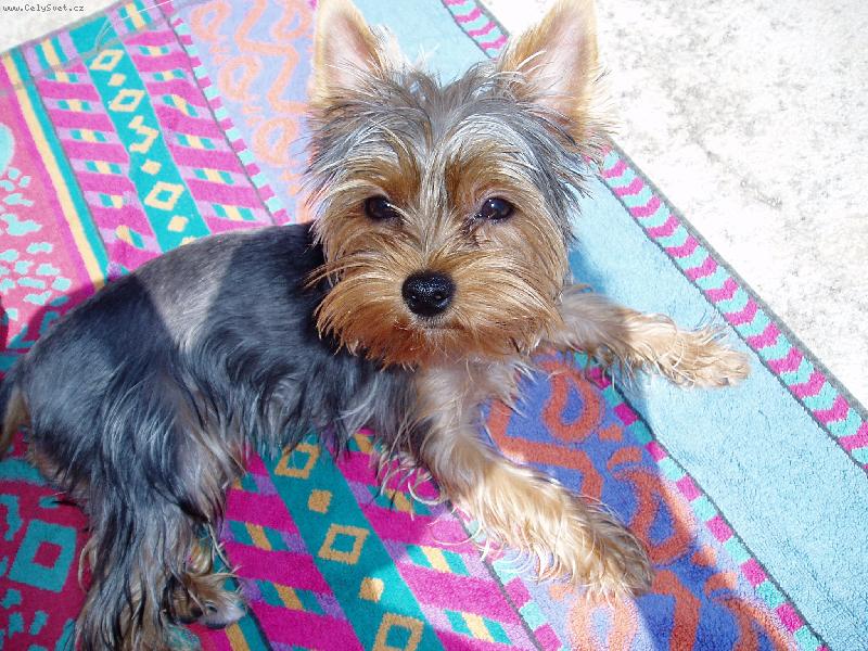 Foto: CHERRY u mo�e-vyh��v�n� na slunci