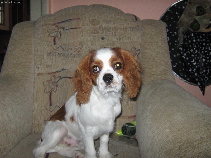 Foto: Charlie-Tak to jsem j�...