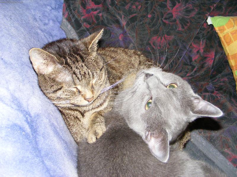 Foto: kocou�i hodn� dom�c�