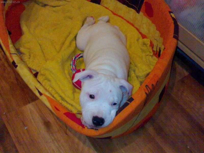 Foto: Jessie-mal� ��blice