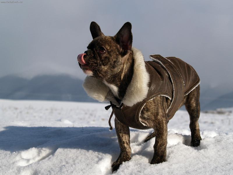 Foto: rocky na snehu