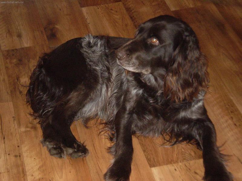 Foto: G�bi z ostr�vku