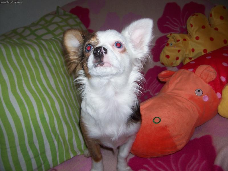 Foto: ROXY-Roxynka 6m�s�c�