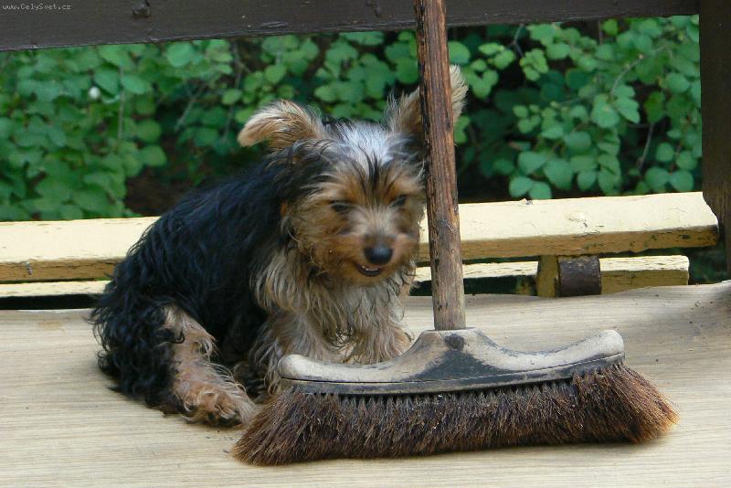 Foto: m�j mil��ekTerry-m�j k�mo� smet�k