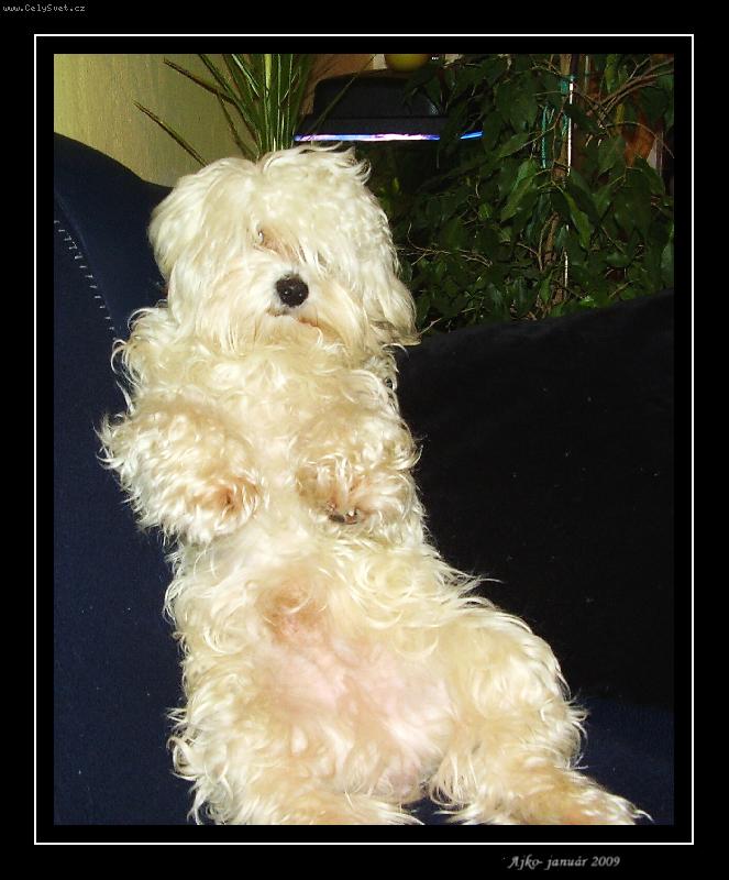 Foto: ajko-len tak si sed�m a �o