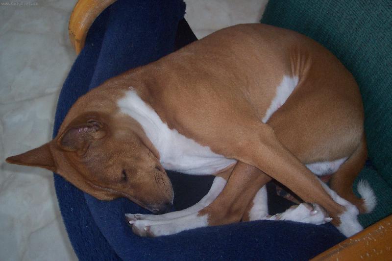 Foto: sp�c� Donner-nejob�ben�j�� poloha p�i sp�nku