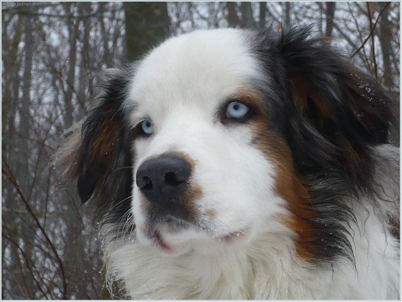 Foto: medv�dkovsk�