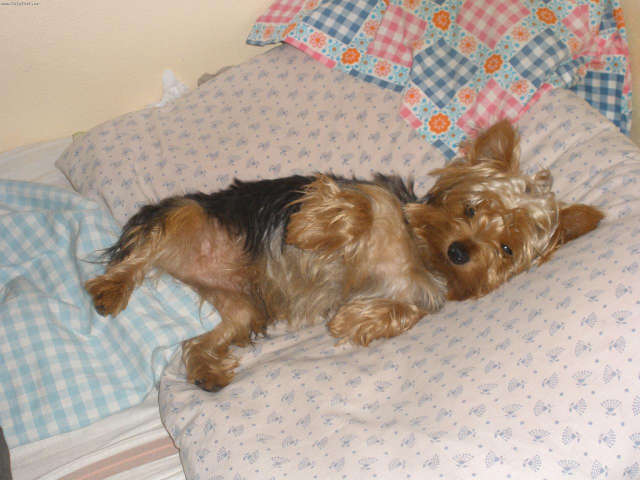 Foto: M�j mil��ek Terry-v posteli se sp� stejn� nejl�p:)))