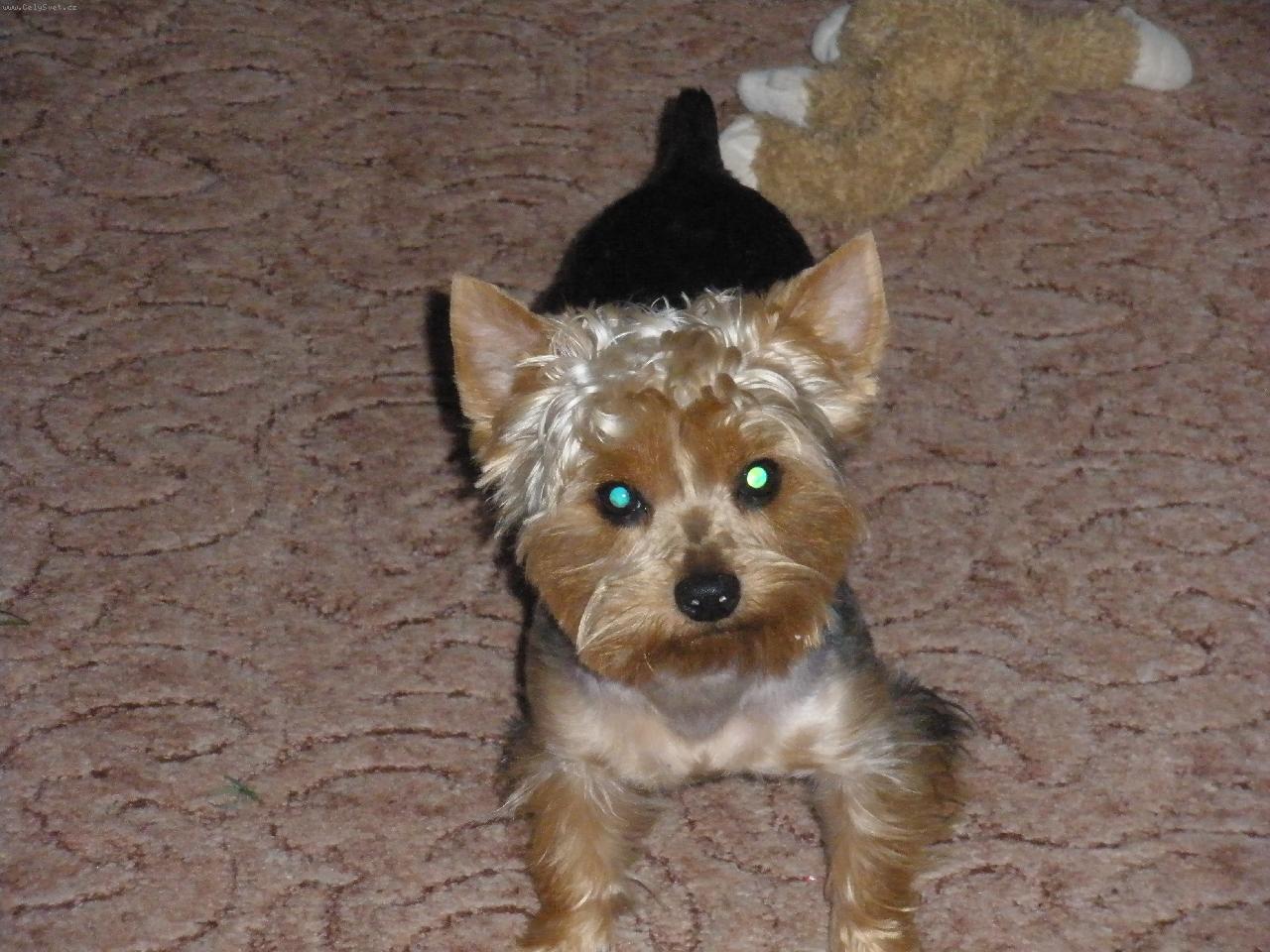 Foto: M�j mil��ek Terry-sem ost��hanej;)