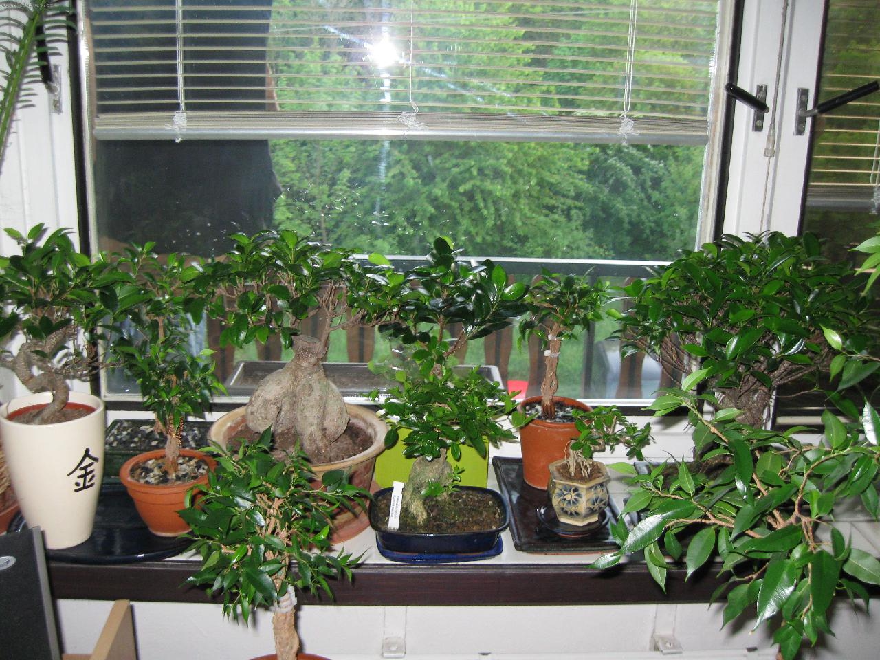 Foto: bonsai koutek-ficus   kozlovo�