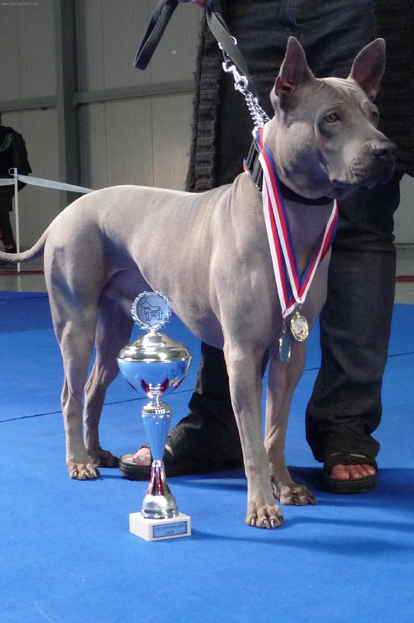 Foto: www.thailandridgeback.cz-www.thailandridgeback.com