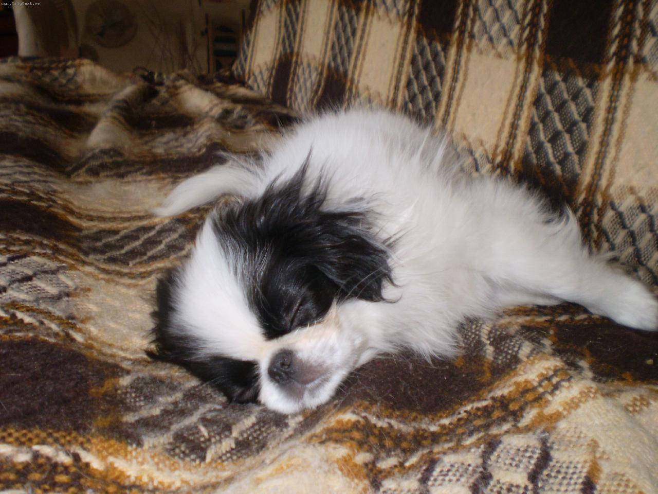 Foto: Sp�c� Jap�nek