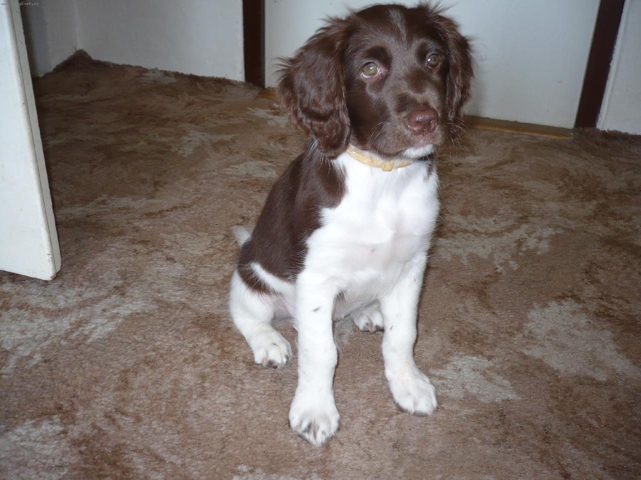 Foto: TAZI 9 T�DN�