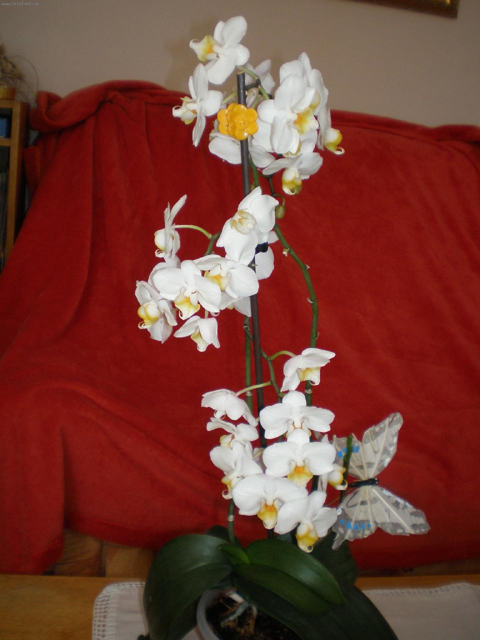 Foto: na�e b�l� krasavice