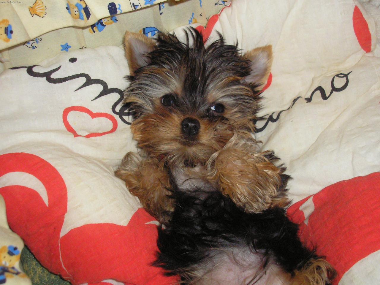 Foto: jsem opravdu jako ply���ek