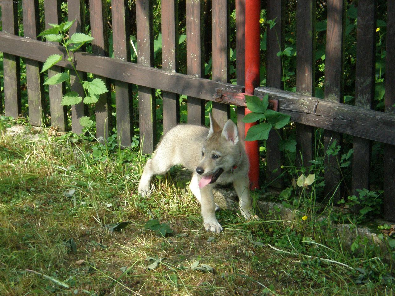 Foto: Brita, Karpatsk� bandita