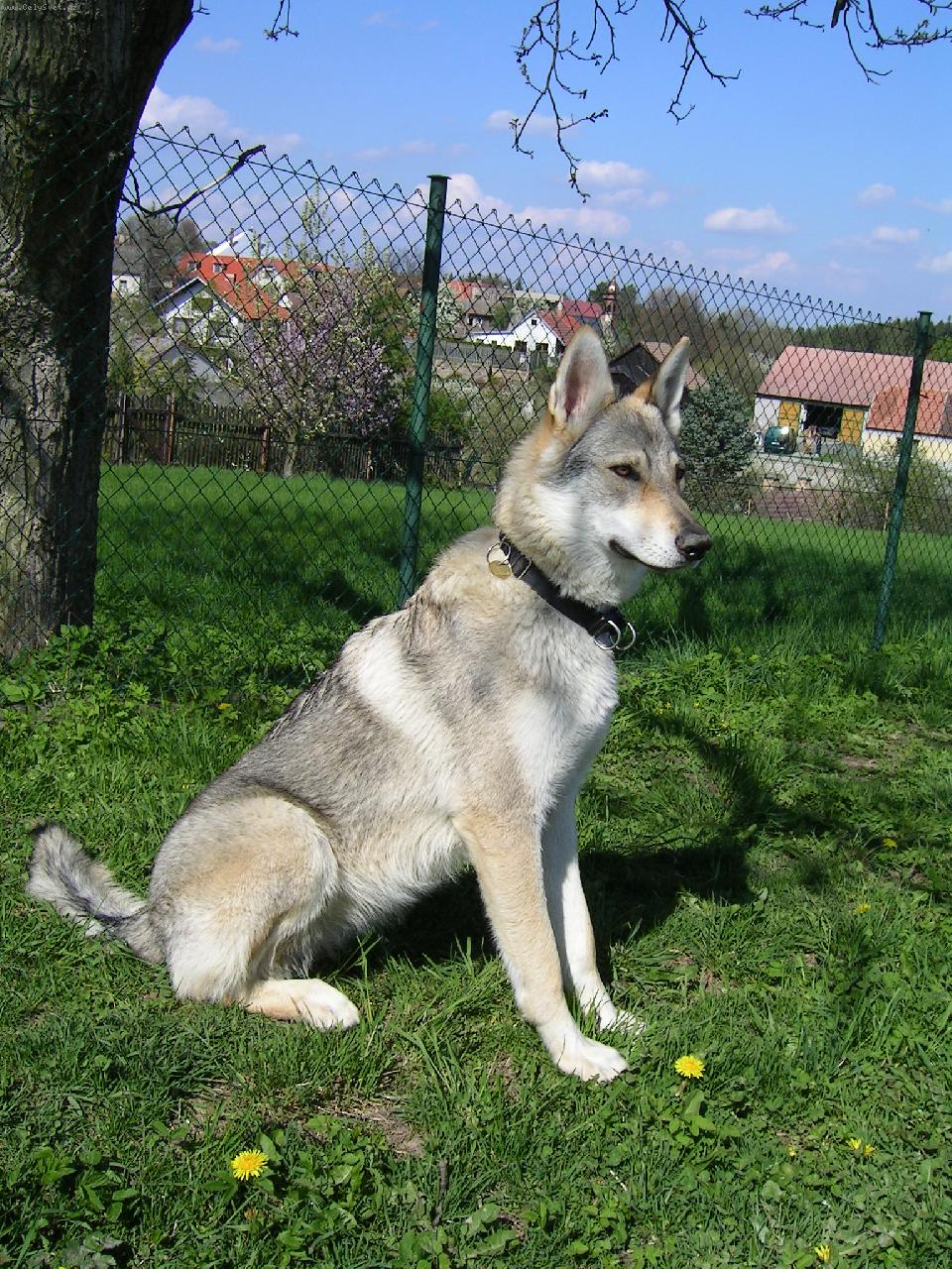 Foto: Brita, Karpatsk� bandita