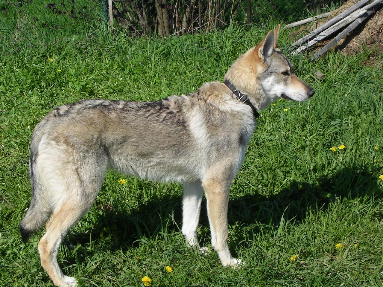 Foto: Brita, Karpatsk� bandita