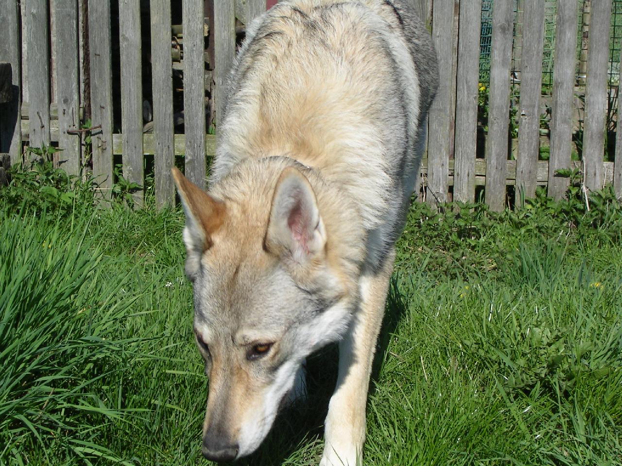 Foto: Brita, Karpatsk� bandita