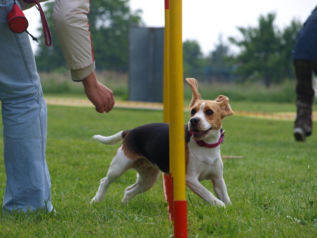 Foto: B�gl - M�ja agility