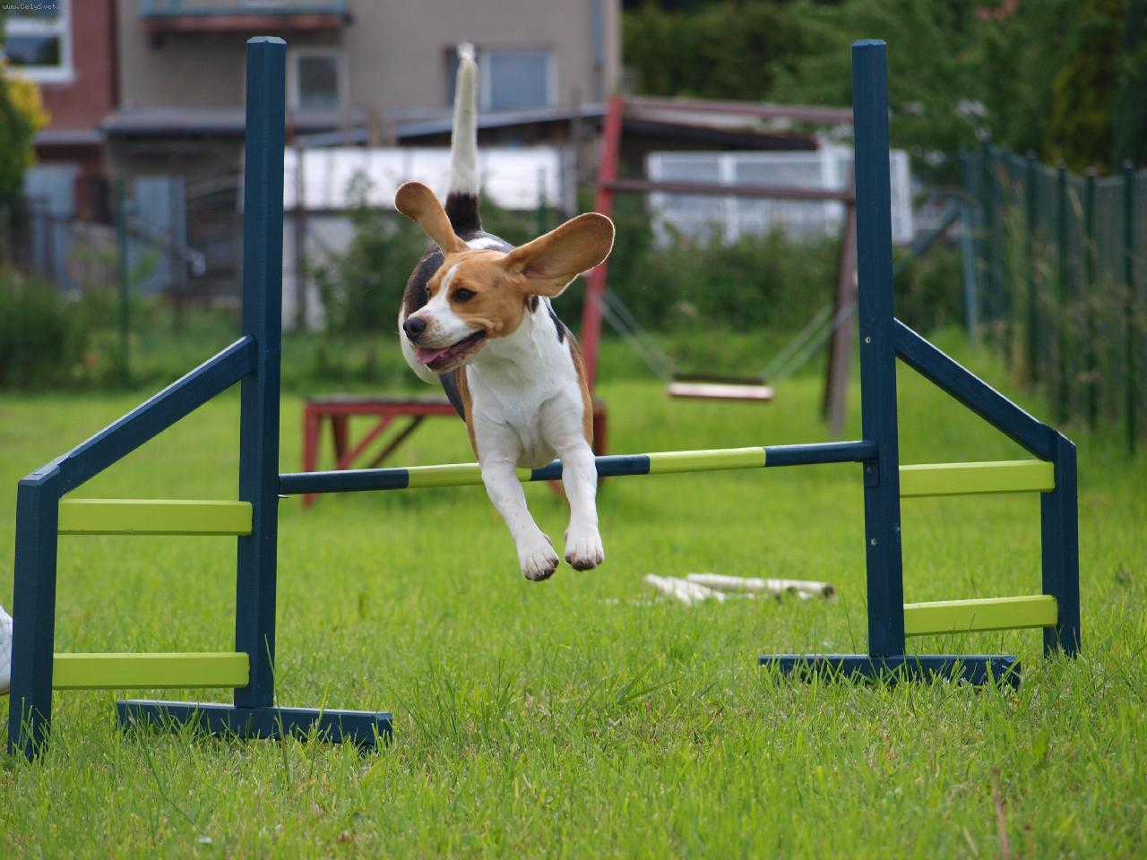 Foto: B�gl M�ja - agility