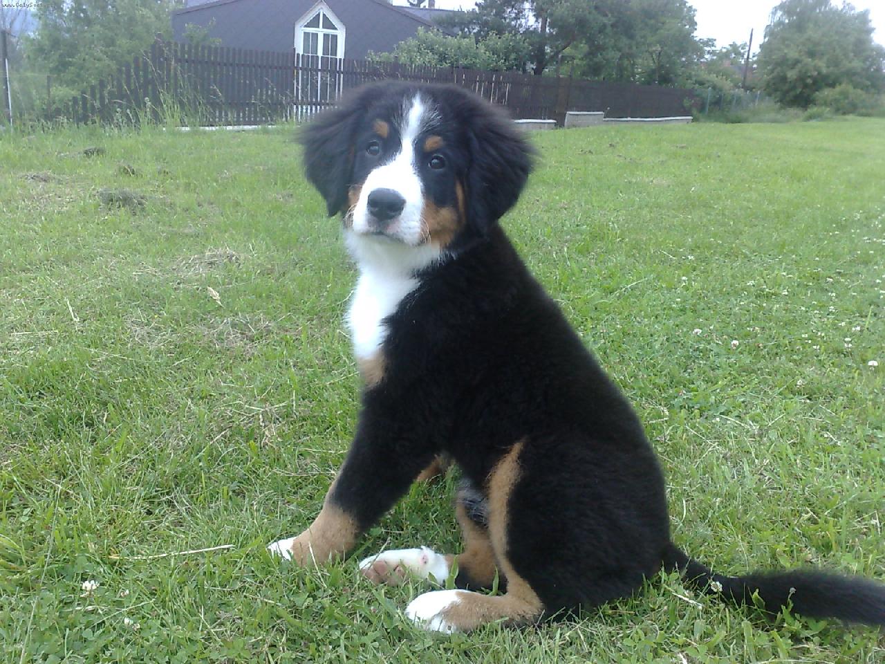 Foto: Ber��k nejlep�� p��tel �lov�ka