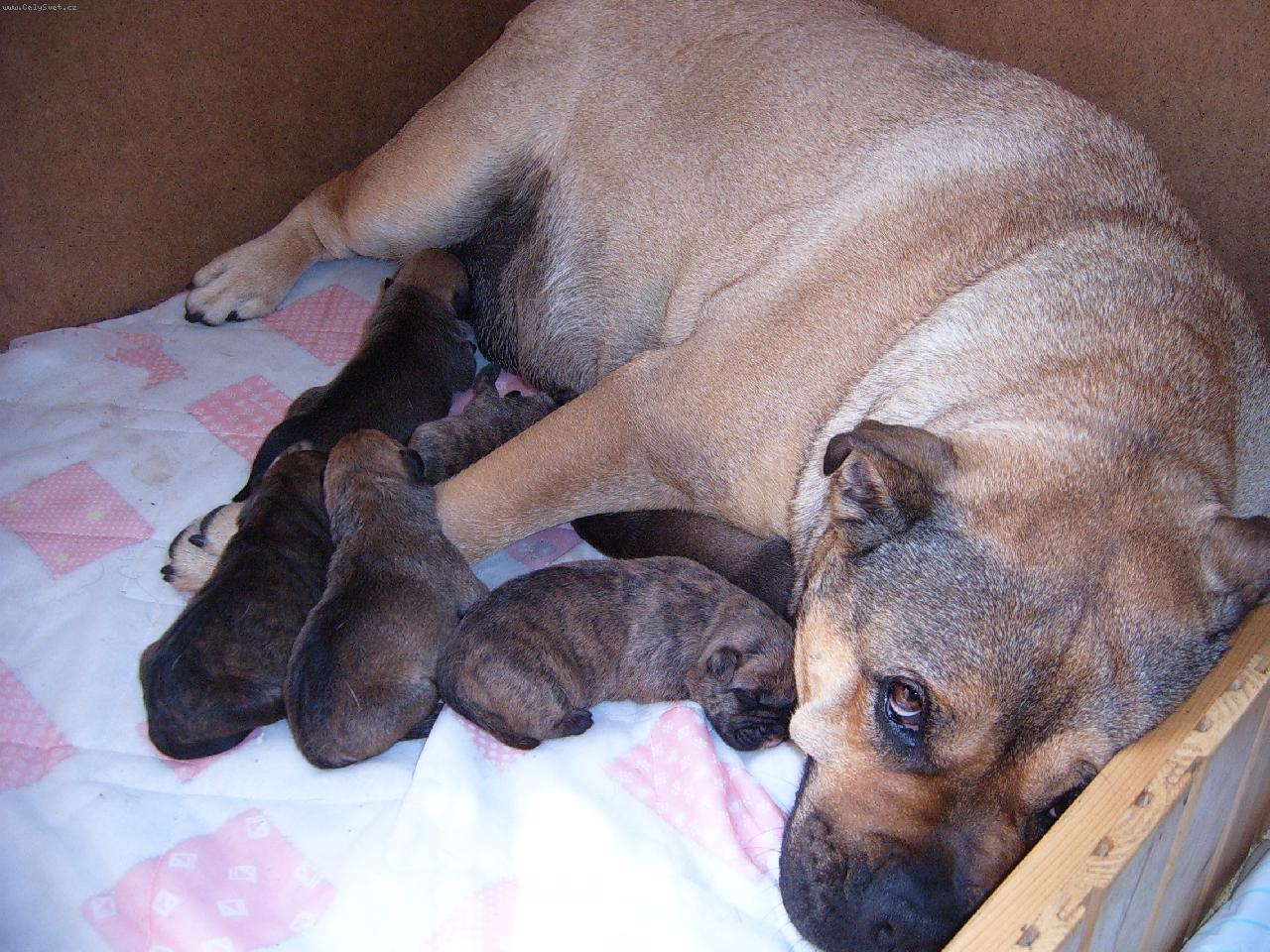 Foto: Hanny Snug-a budou starosti ....