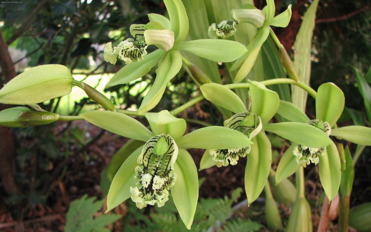 Foto: Coelogyne pandurata