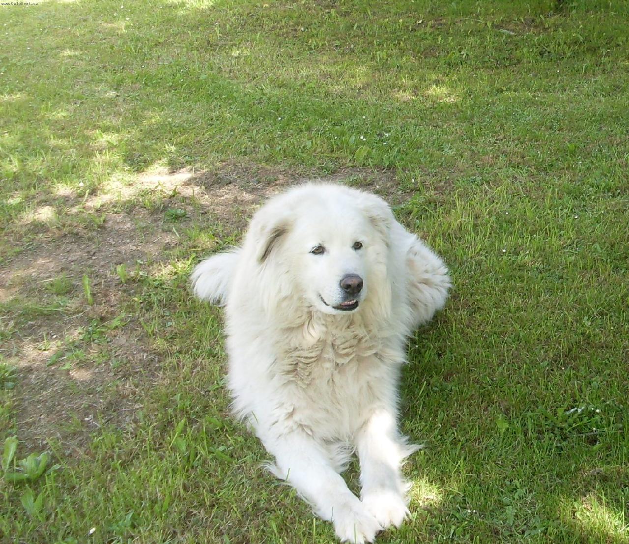 Foto: jednoho m�m doma-Alan 1