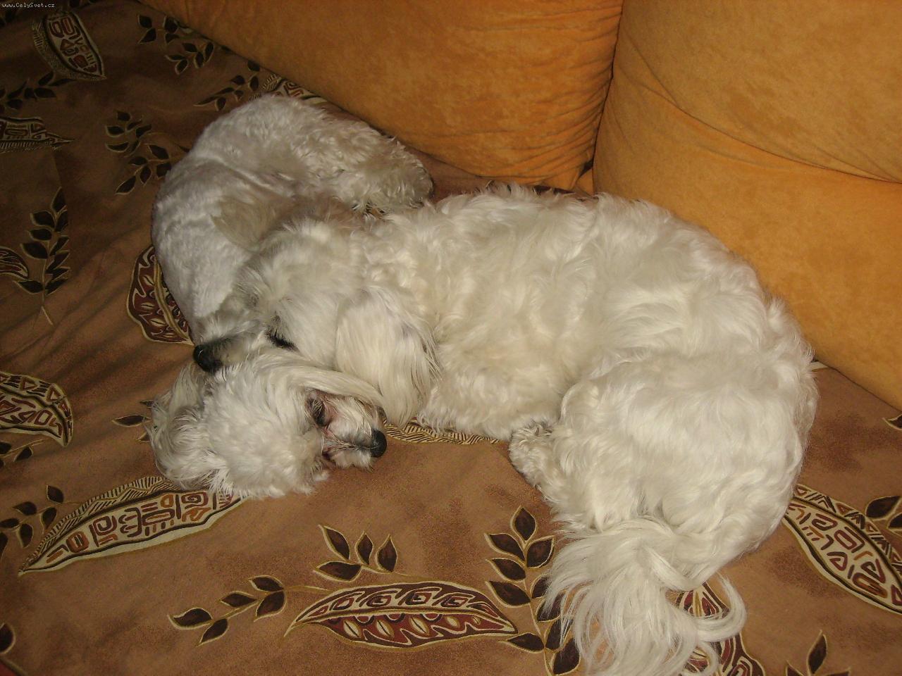 Foto: �nava-unaven� pejsci