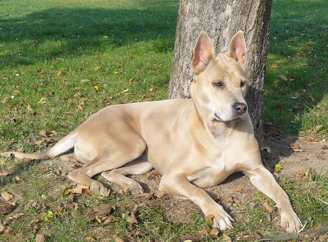 Foto: Grace-www.thairidgebackdog.info