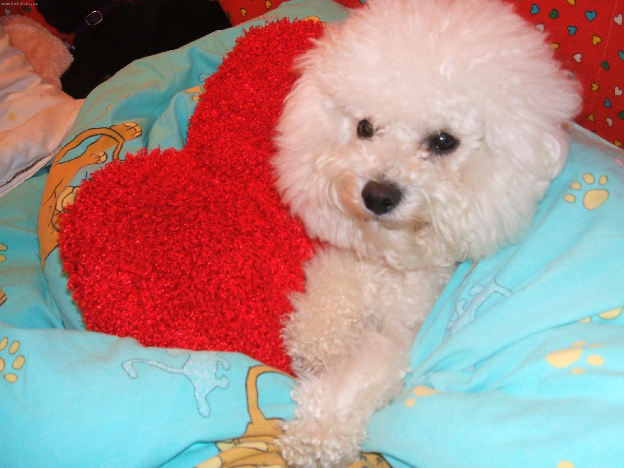 Foto: Fer��sek,na�e srd��ko.