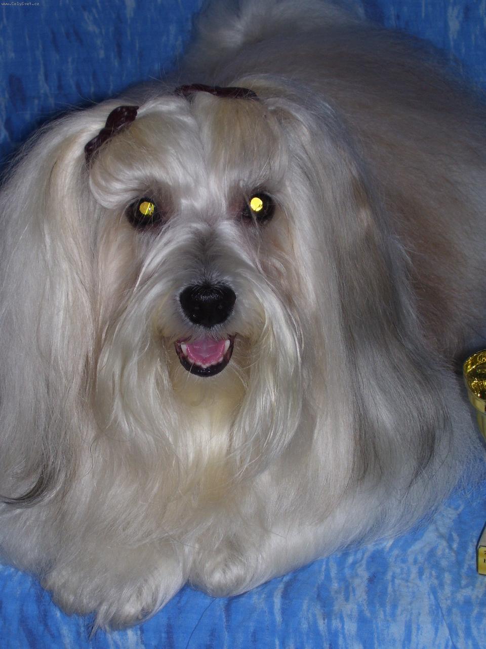 Foto: Havansk� ps�k-tak to jsem j�