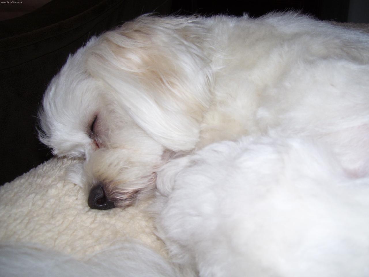 Foto: Malt�z��ek-sladk� sny