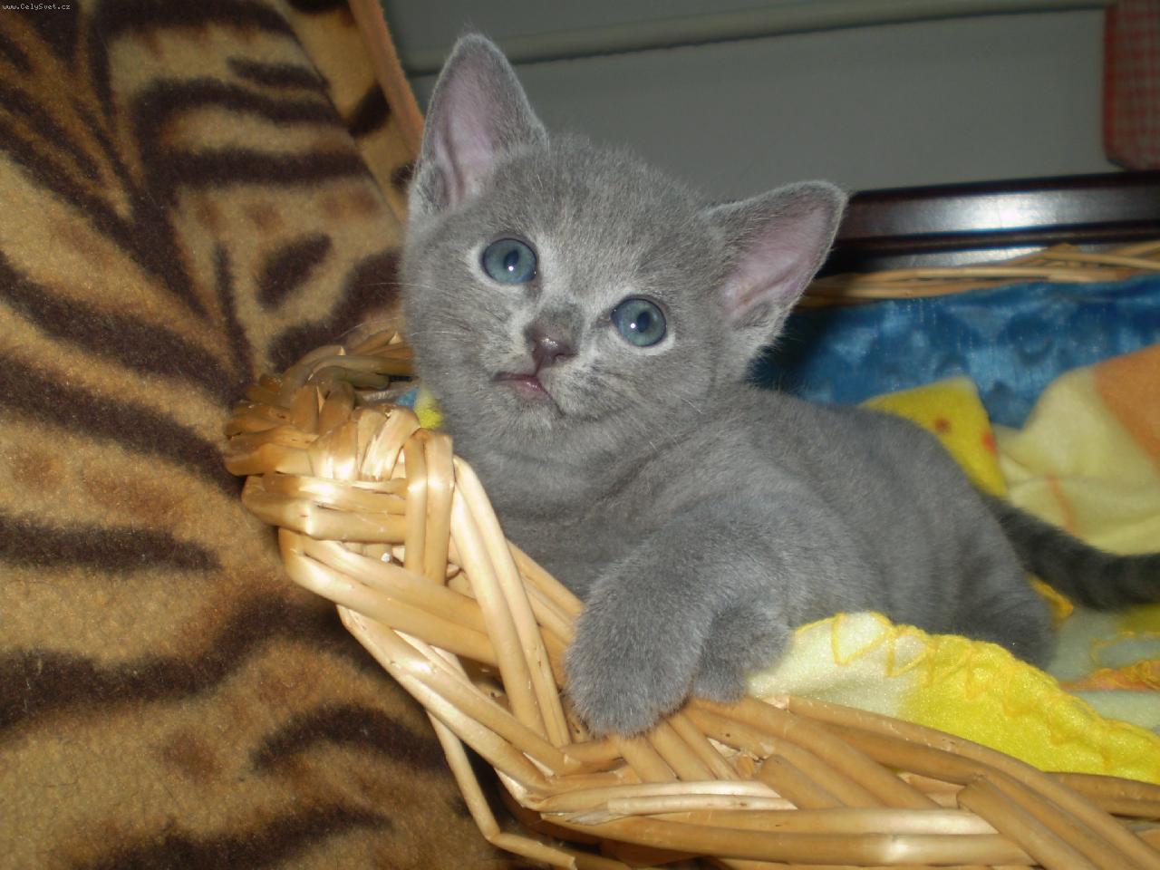 Foto: Ko��tko - Nikita