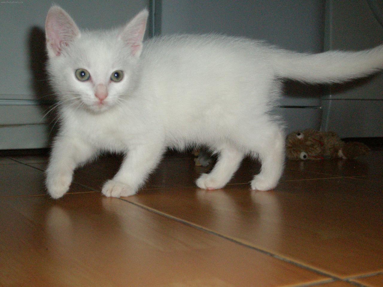 Foto: Na�e Nik�a