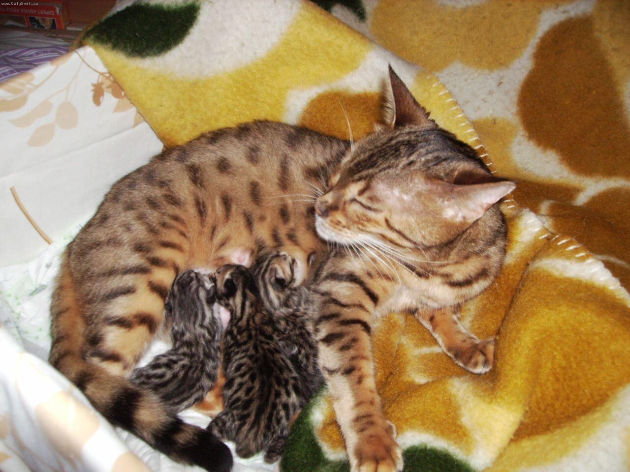 Foto: 6.11.2010-Ko��tka jsou na sv�t�.