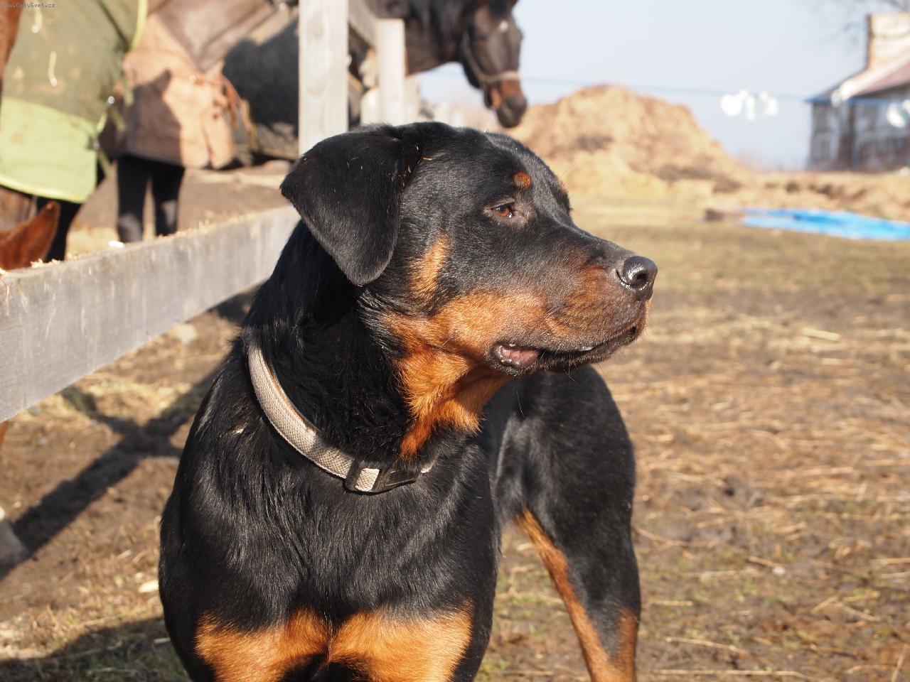 Foto: Chilli(8m�s�c�)-Chillinka a jej� st�do