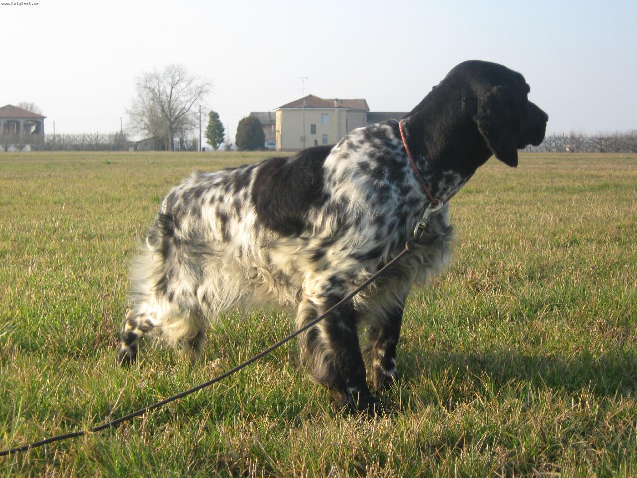 Foto: SETTER INGLESE DA PROVE-AXA SETTER ALLO SGANCIO