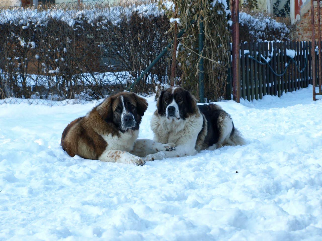 Foto: Moskevsk� str�n� pes