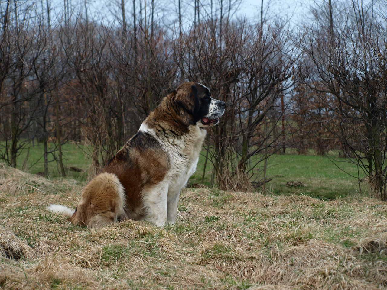 Foto: Moskevsk� str�n� pes