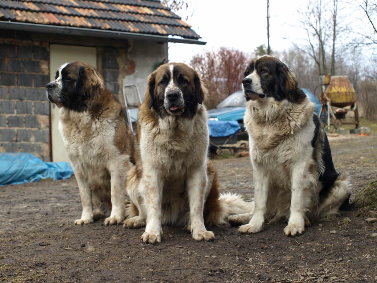 Foto: Moskevsk� str�n� pes