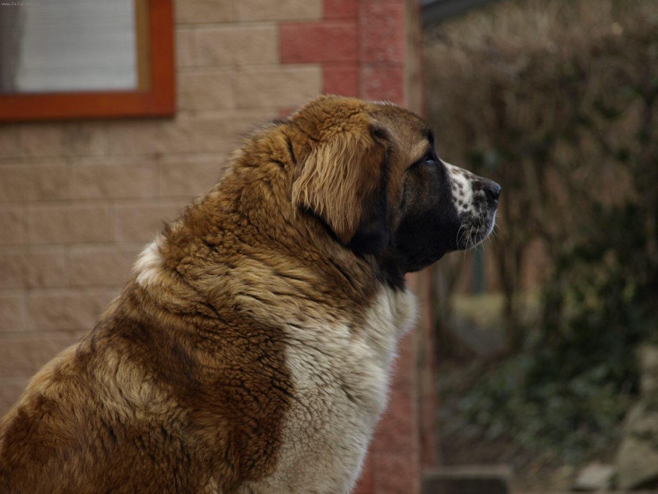 Foto: Moskevsk� str�n� pes