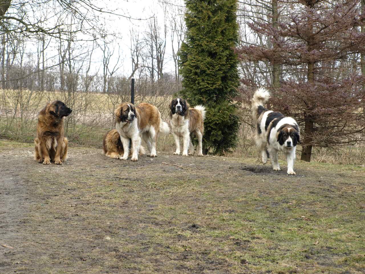 Foto: Moskevsk� str�n� pes