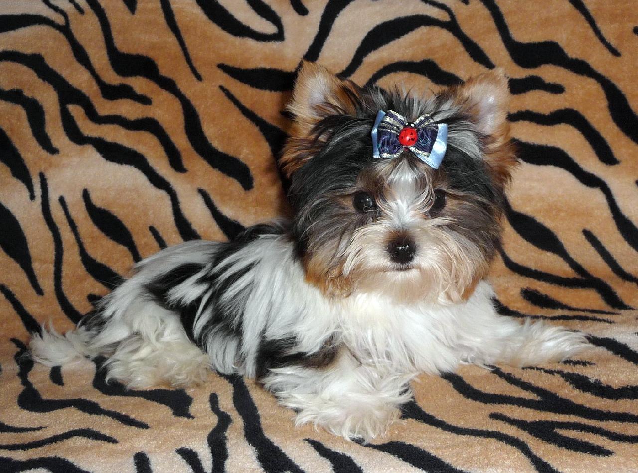 Foto: Biewer Yorkshire Terrier