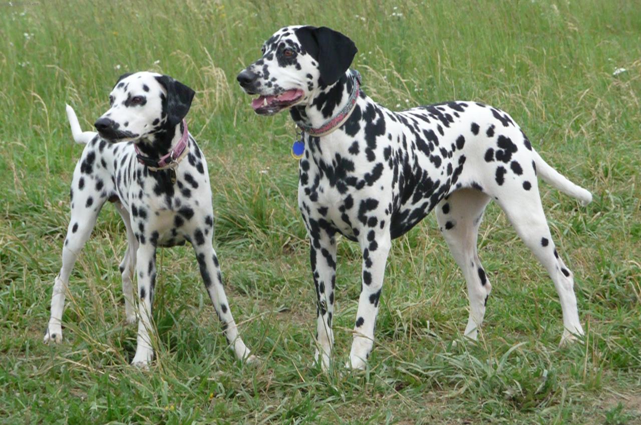 Foto: Jasanka a Ebinka